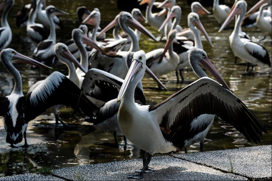 Zoológico de Ragunan en Yakarta reabre al público