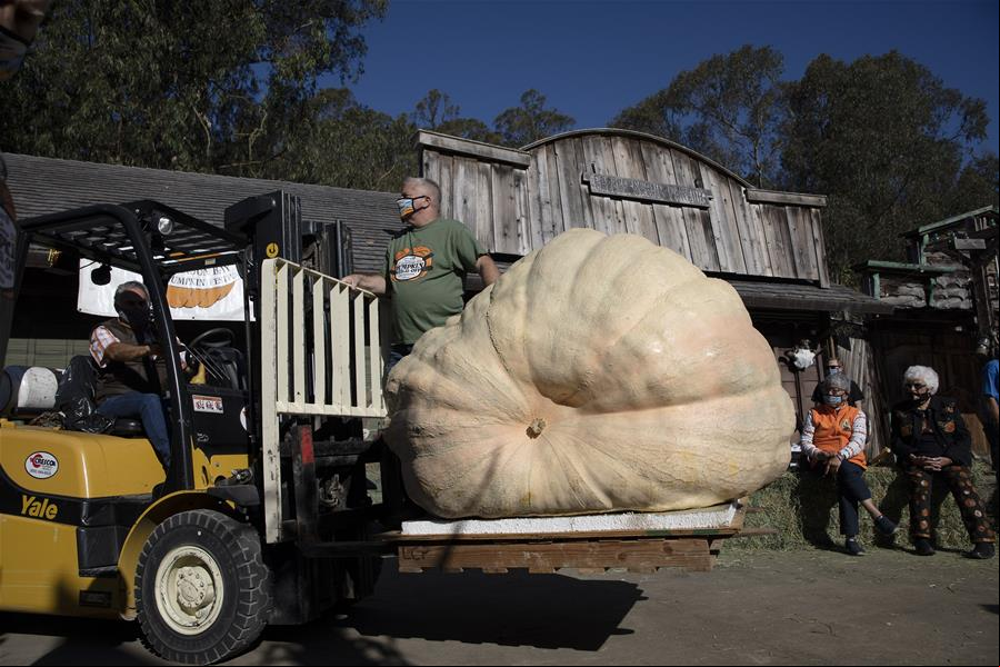 Concurso anual de pesaje de calabazas en California, Estados Unidos