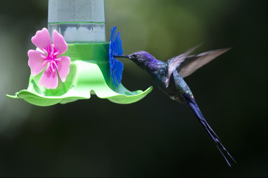 "Jardín del Colibrí" en Brasilia, Brasil