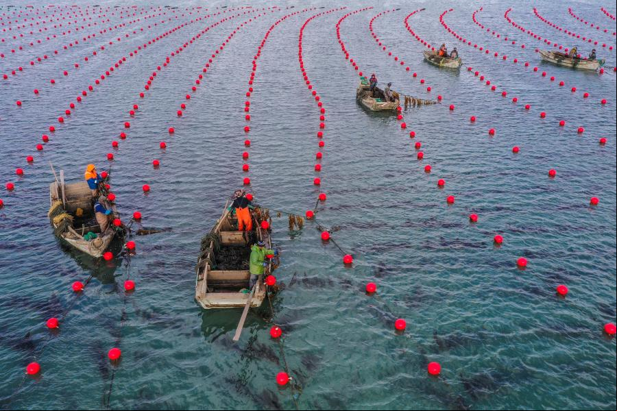 Personas trabajan en rancho marino en Rongcheng, Shandong