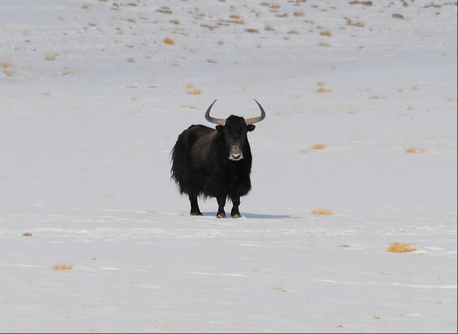 Gansu: Animales en pastizal de Haltent