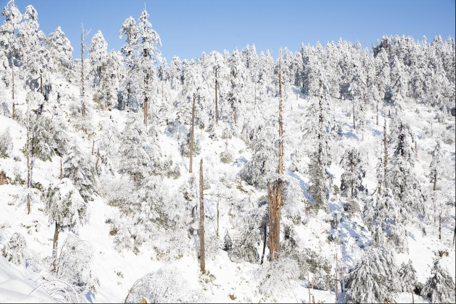 Sichuan: Parque Forestal Nacional de Longcanggou cubierto de nieve