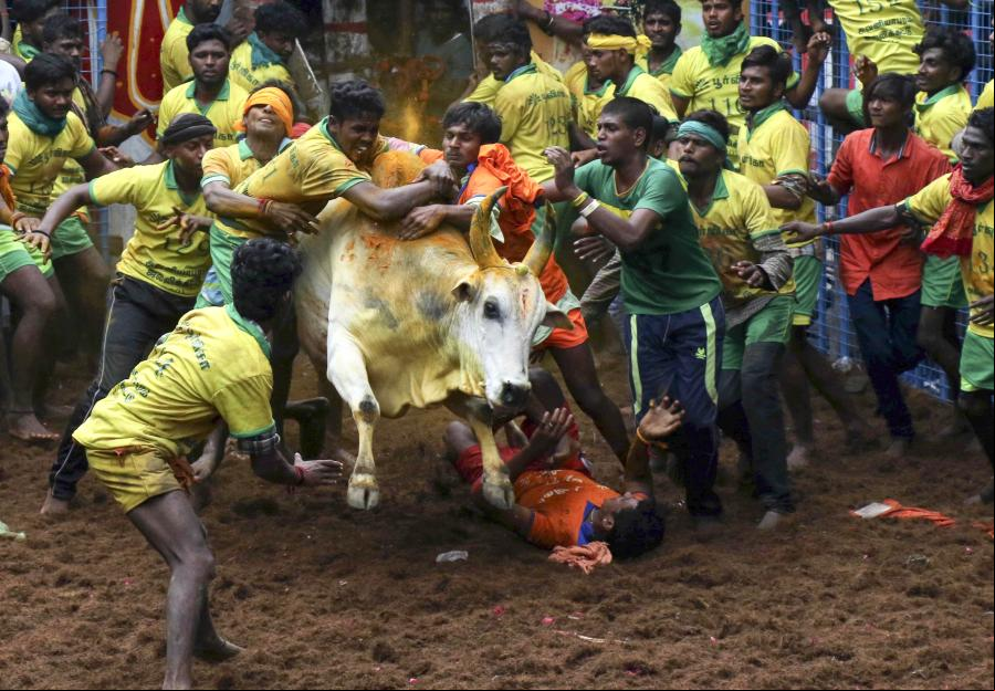 Evento anual de doma de toros "Jallikattu" en India