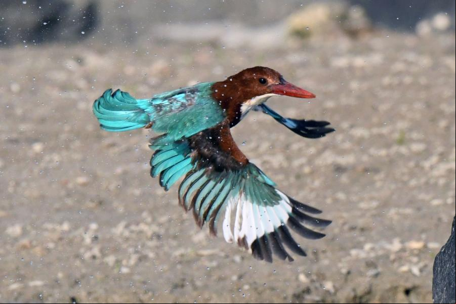 Kuwait: Martín pescador de garganta blanca busca alimento en playa