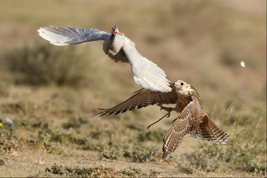 Espectáculo de caza con halcones en Kuwait