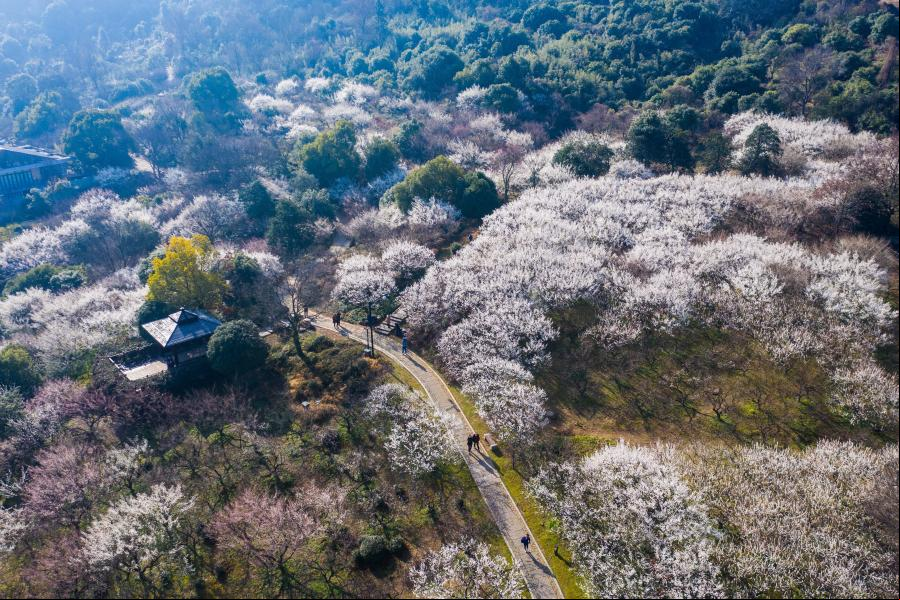 Flores de ciruelo en el área escénica de la montaña Chaoshan, Zhejiang