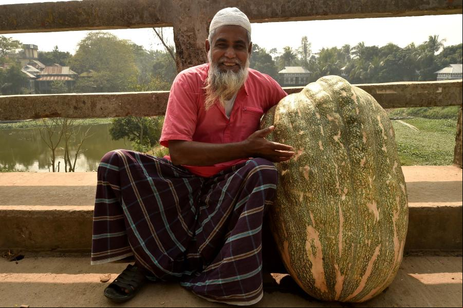Calabazas recién cosechadas en Munshiganj, Bangladesh