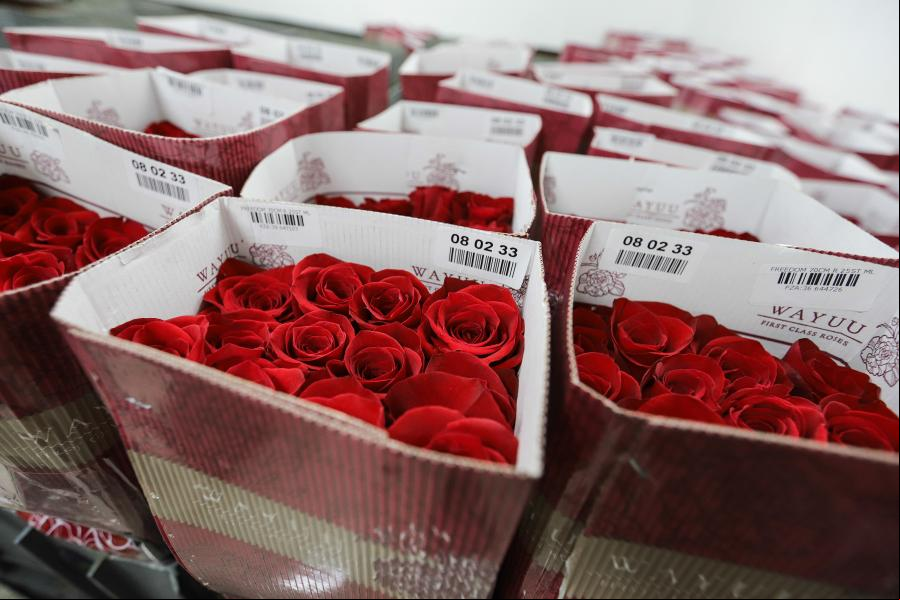 Flores colombianas seguirán presentes en San Valentín a pesar de la pandemia