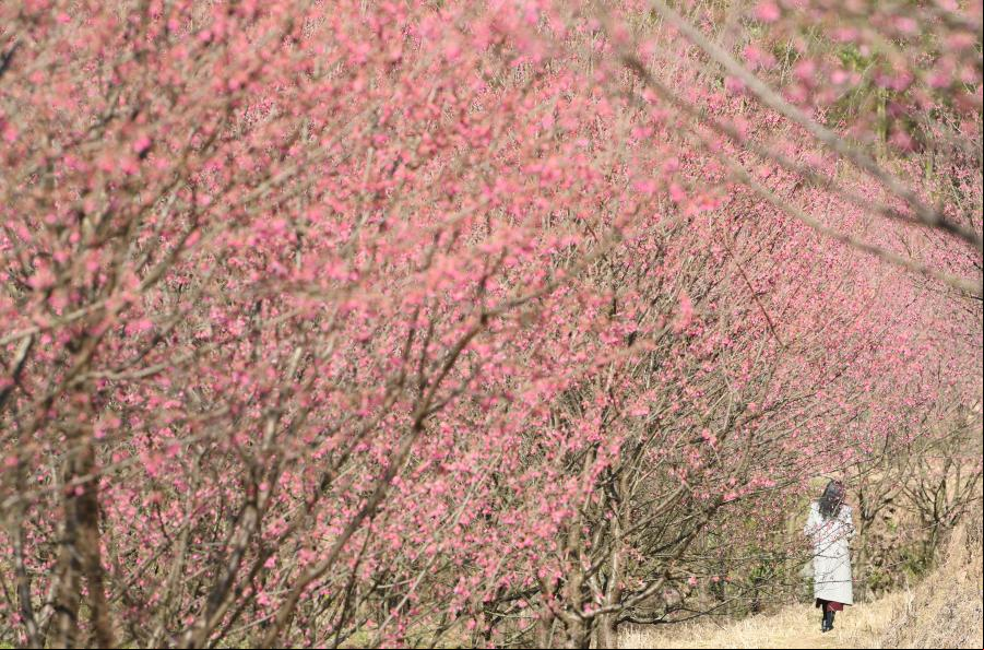 Los árboles de cerezo florecen en Hangzhou