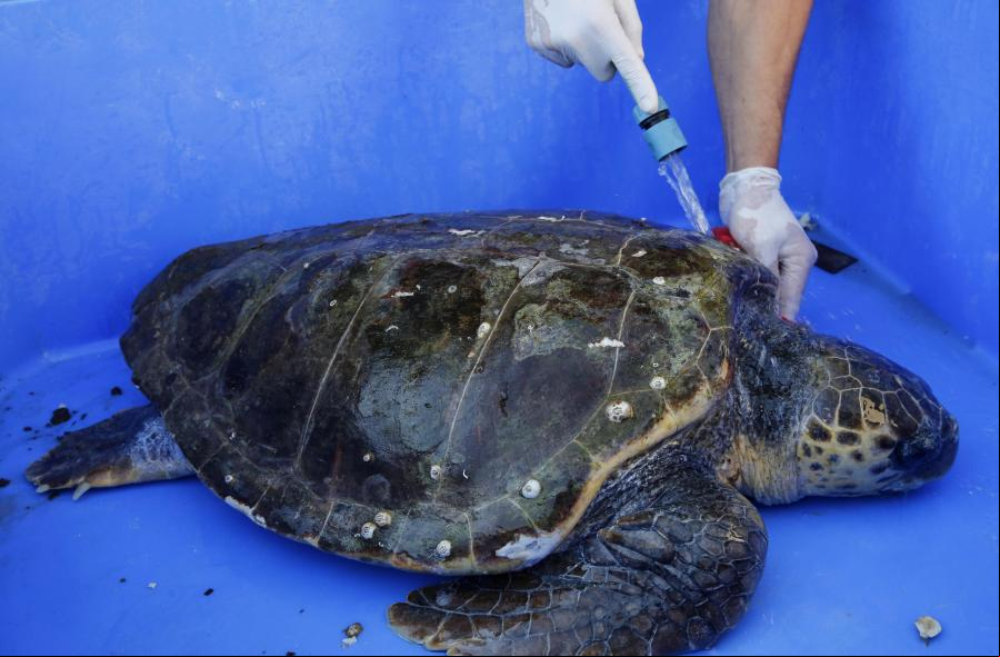 Israel: Empleados israelíes limpian tortuga boba herida