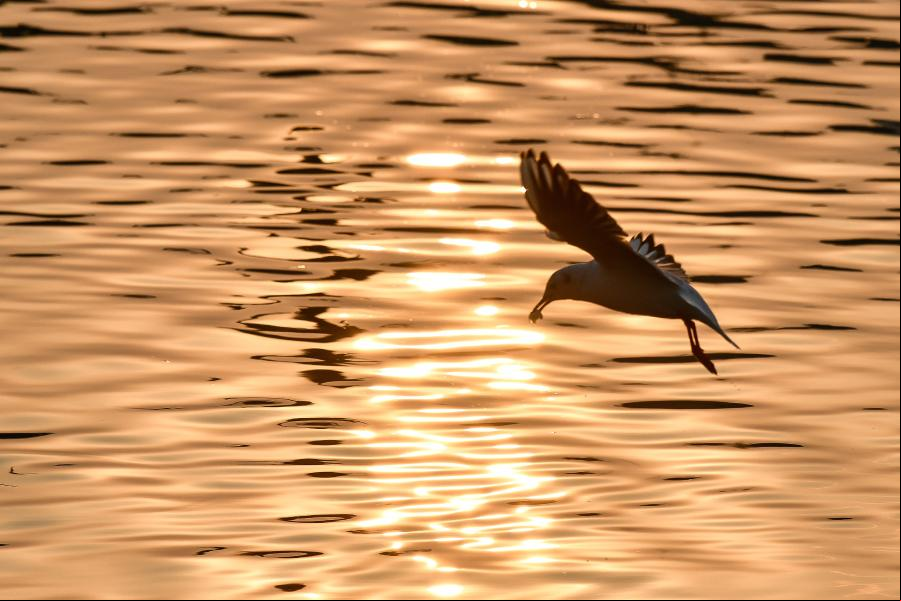Gaviotas de cabeza negra buscan alimento en el río Haihe en Tianjin