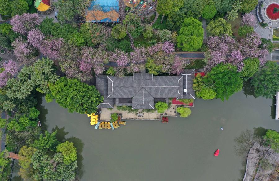 Flores de Bauhinia en Liuzhou, Guangxi