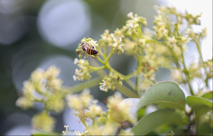 Flores de lichi en Haikou, Hainan