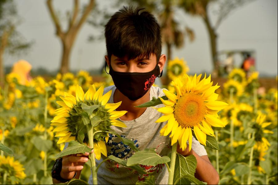 Campo de girasoles en Bangladesh
