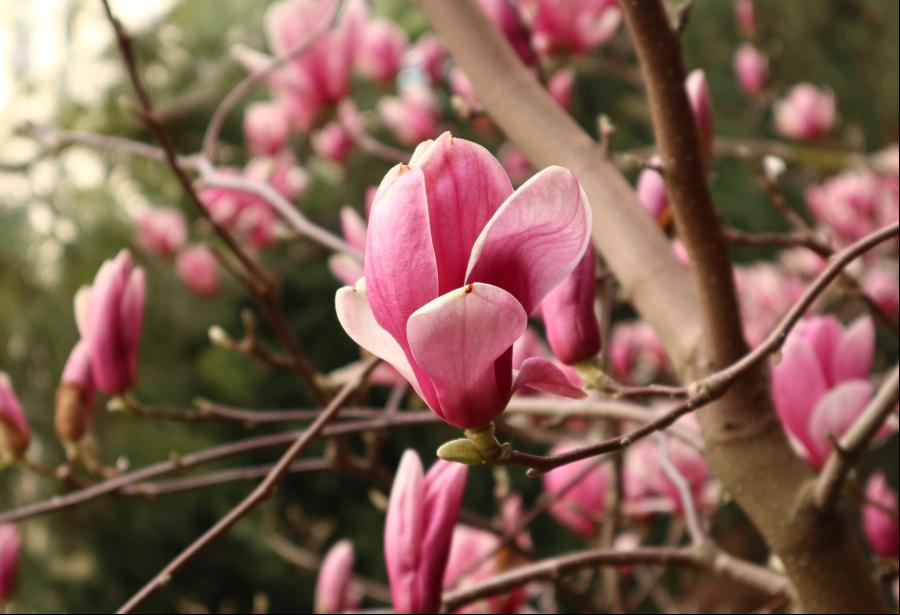 Flores de magnolia florecientes en una calle de Turquía