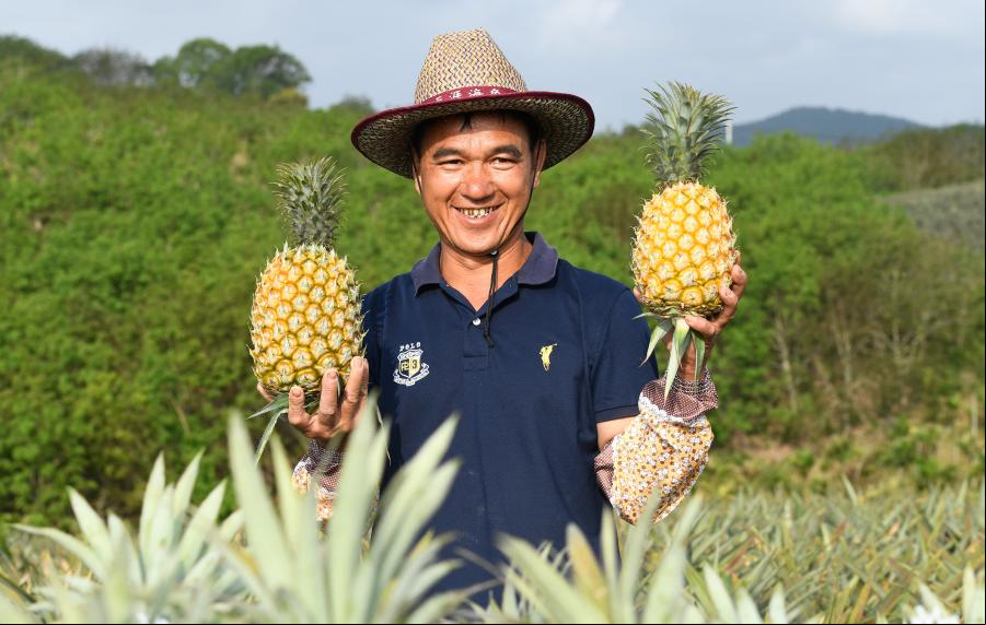 Empleados cosechan piñas en Wanning, Hainan