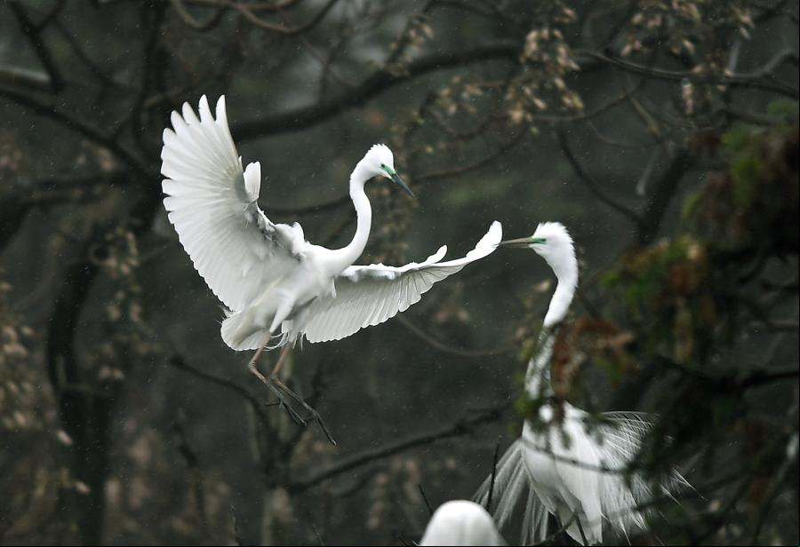 Garcetas en Parque Forestal de Xiangshan en Jiangxi