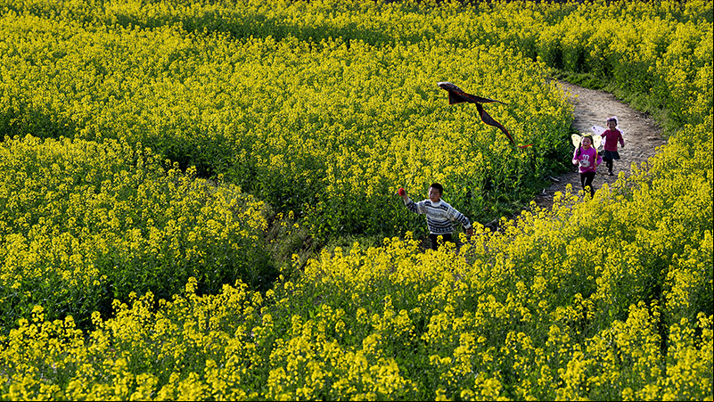 Paisaje de flores en Hanzhong, Shaanxi