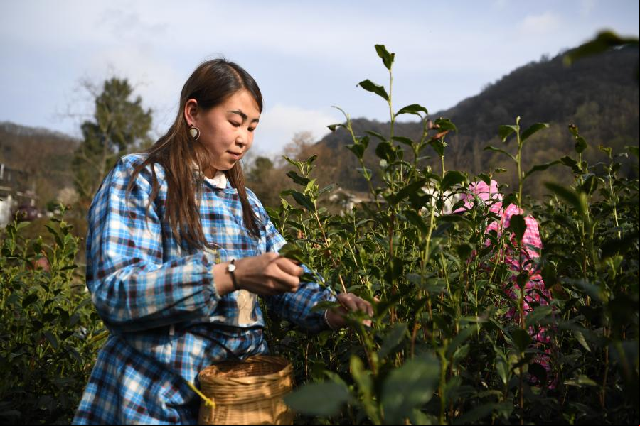 Agricultores recolectan hojas de té en Longnan, Gansu