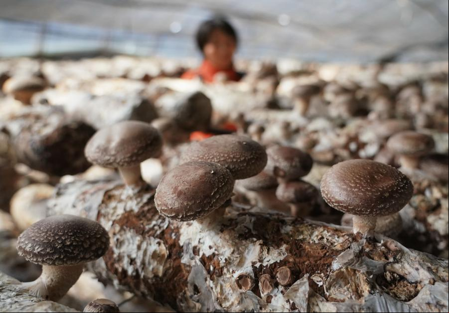 Agricultores cosechan hongos comestibles en Qian'an, Hebei