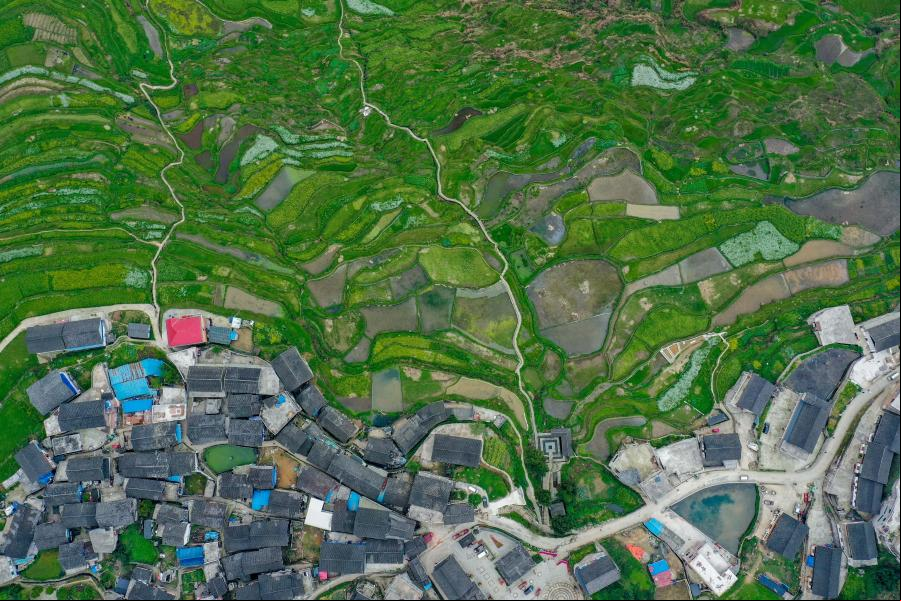 Campos en terrazas de Gaoyao, Guizhou