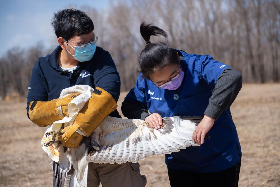 Dos buteos liberados cerca del Parque del Humedal del lago Yeya de Beijing