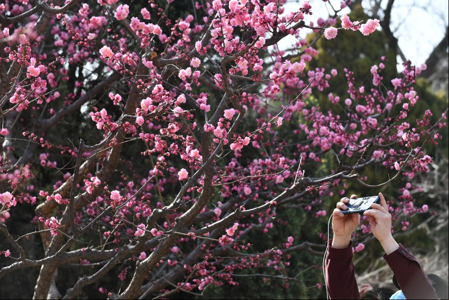 Flores en plena floración en Beijing