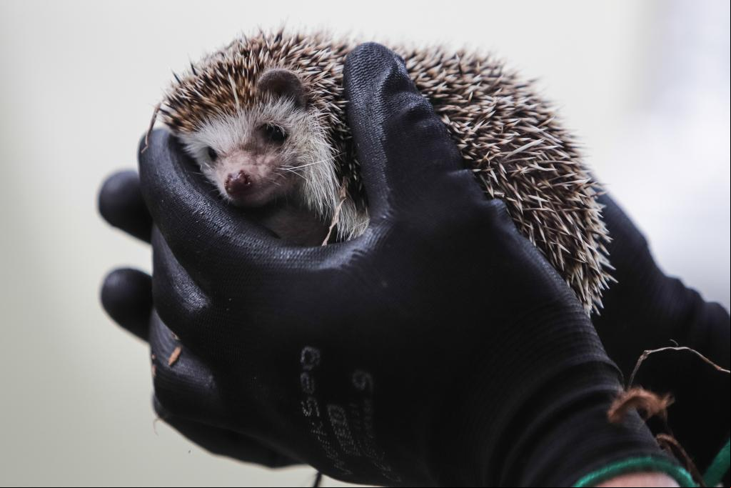 ESPECIAL: Bogotá abre centro de recuperación de animales silvestres más sofisticado de América Latina