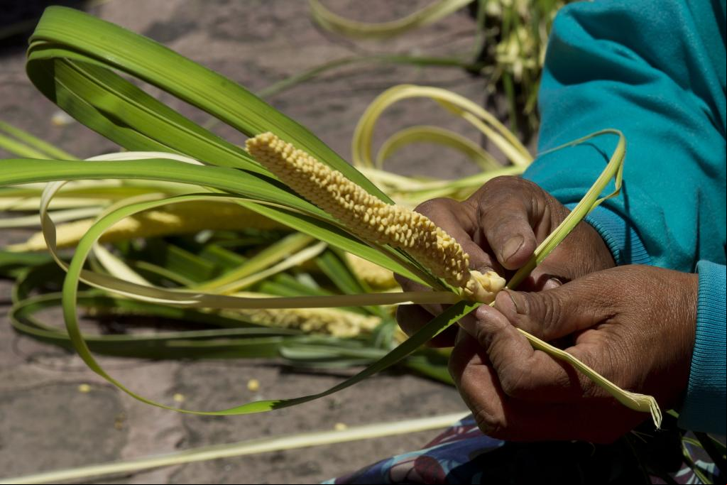 Honduras: Campesinos elaboran ramos de palma