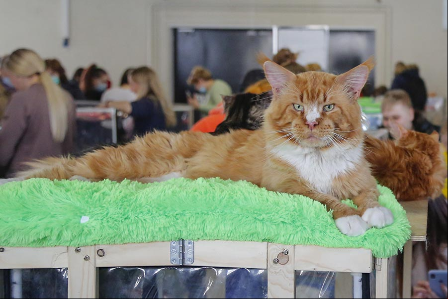 Exposición de gatos en Moscú, Rusia