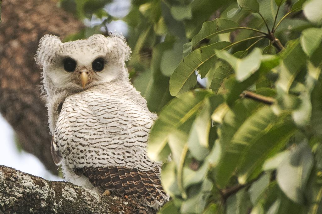 Cría de búho en Reserva Natural de Captación Central de Singapur